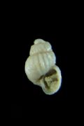 Chrysallida&nbsp;brattstroemi